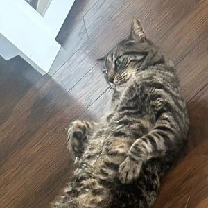 Meet your Posher, Debajo